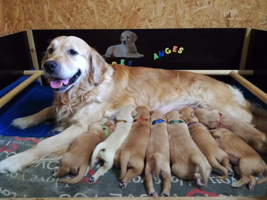 Golden De La Frête - Juillet 2022 - Naissance extérieure